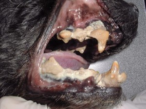 Dentistry Amherst Small Animal HospitalAmherst Small dentistry