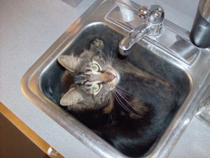 hospcats 001