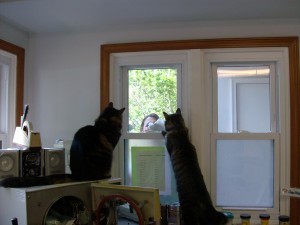 hospcats 002