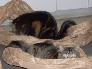 hospcats 009