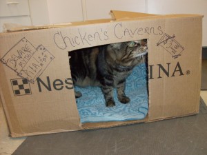 hospcats 010