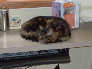 hospcats 017