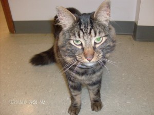 hospcats 020